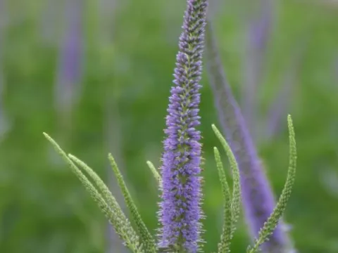 Veronicastrum virg. 'Apollo'