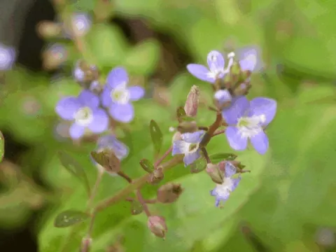 Veronica beccabunga