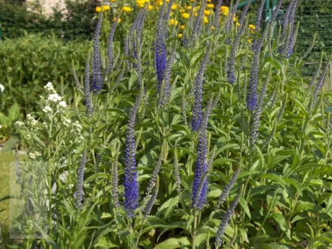 Veronica longif. 'Blauriesin'