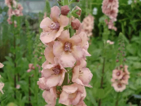 Verbascum 'Cotswold Queen'