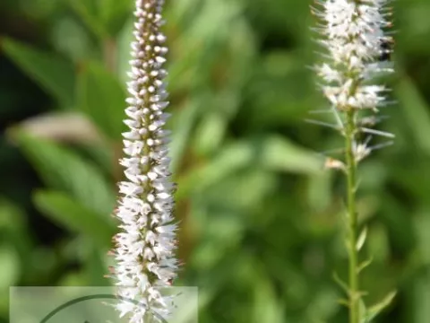 Veronicastrum virg. 'Diana'
