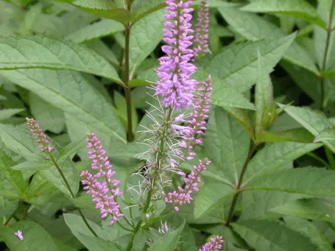 Veronicastrum virg. 'Fascination'