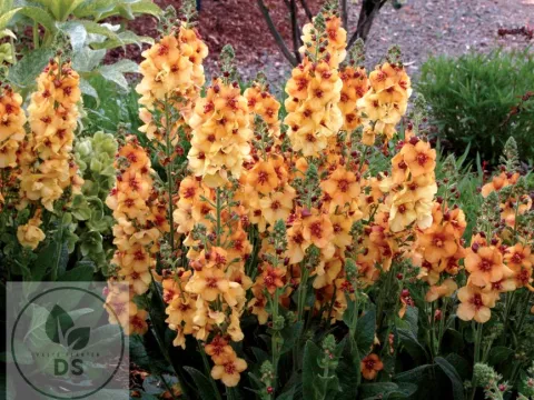 Verbascum 'Honey Dijon'