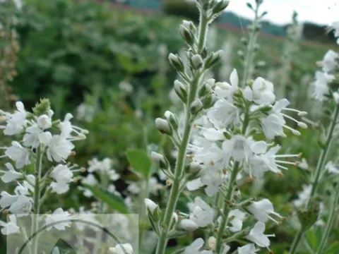 Veronica spic. 'Icicle'