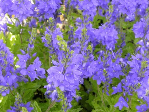 Veronica austr. 'Knallblau'