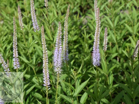 Veronicastrum virg. 'LavendeLturm'