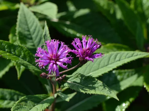 Vernonia crinita 'Mammuth'