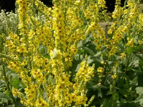 Verbascum nigrum
