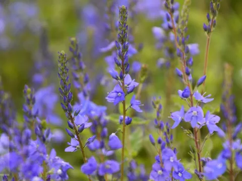 Veronica austr. 'Royal Blue'