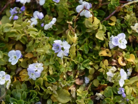Veronica repens