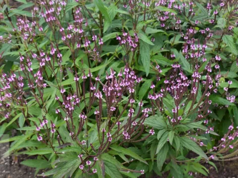 Verbena hastata 'Rosea'