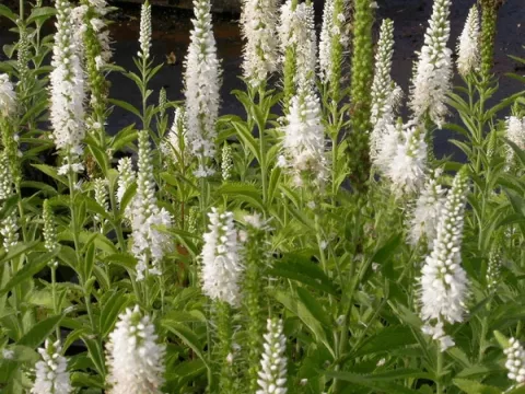 Veronica spic. 'Alba'