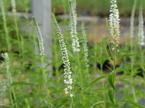Veronica longif. 'Schneeriesin'