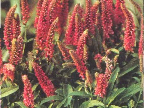 Veronica spic. 'Heidekind'