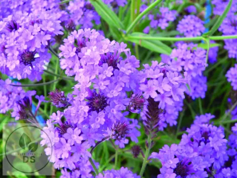Verbena rigida 'Venosa'