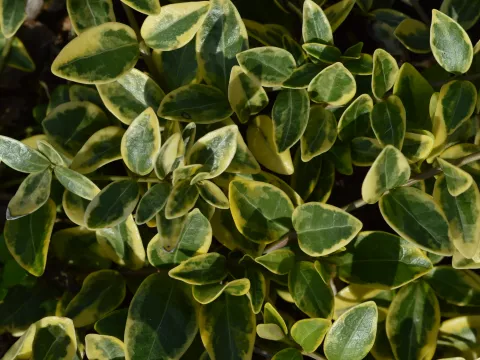 Vinca minor 'Aureovariegata'