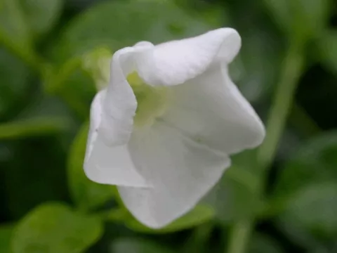 Vinca minor 'Elisa'