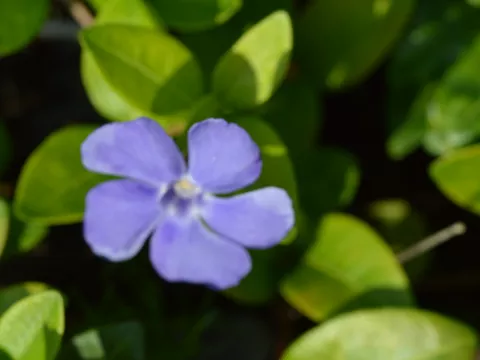 Vinca minor 'Flower Power'
