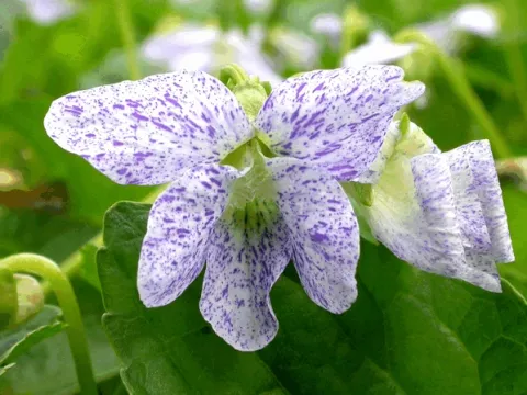 Viola sororia 'Freckles'