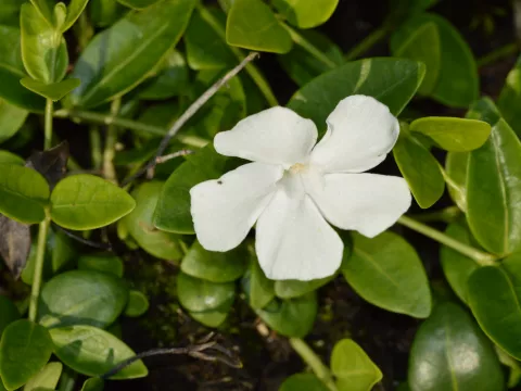 Vinca minor 'Gertrude Jekyll'