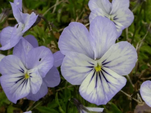 Viola (C) 'Icy But Spicy'