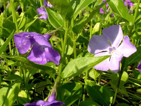 Vinca major