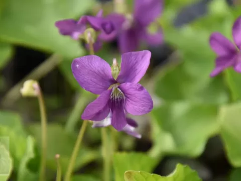 Viola sororia 'Rubra'