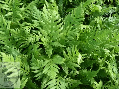 Woodwardia fimbriata