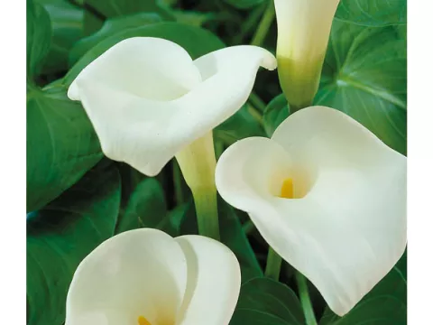 Zantedeschia aethiopica