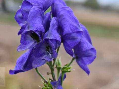 Aconitum carmichaelii 'Arendsii'