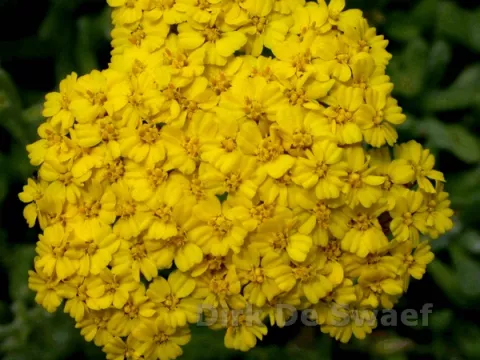 Achillea tomentosa 'Aurea'