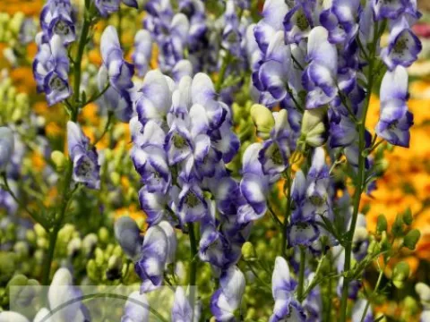 Aconitum camm. 'Bicolor'
