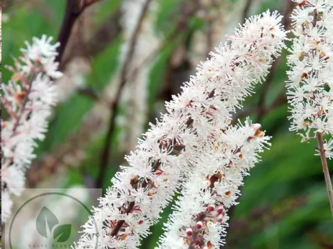 Actaea simplex 'Black Negligee'
