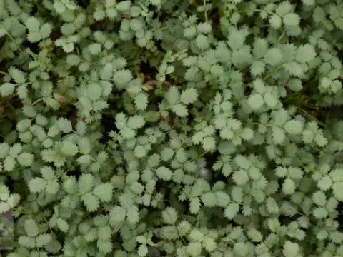 Acaena buchananii