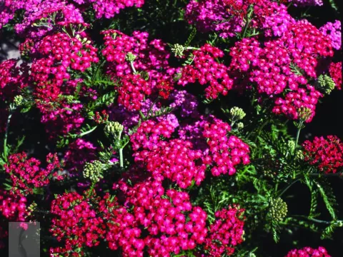 Achillea millefolium 'Cerise Queen'