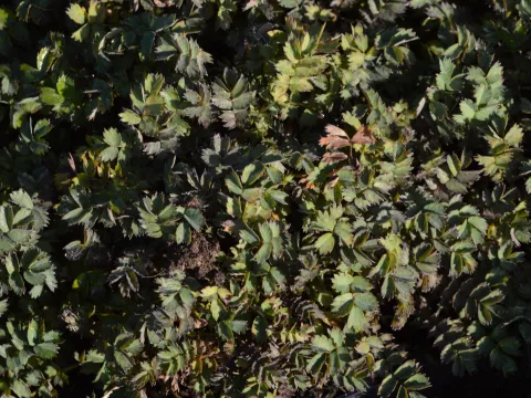 Acaena microphylla 'Dichte Matte'