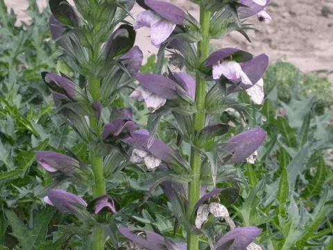 Acanthus hungaricus