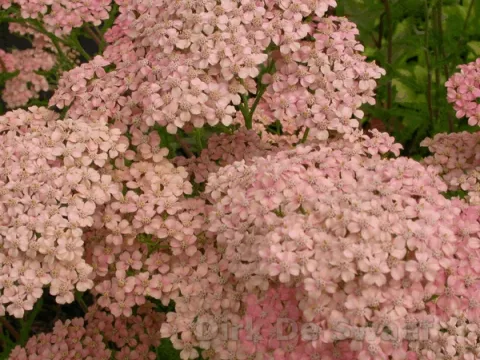 Achillea millefolium 'Lachsschönheit'