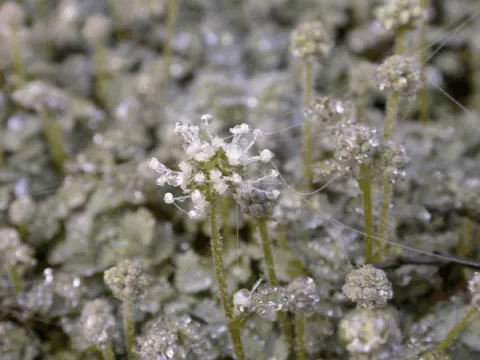 Acaena magellanica (glaucophylla)