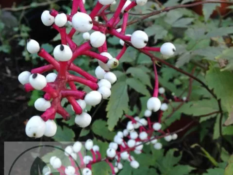 Actaea pachypoda 'Misty Blue'