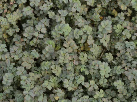 Acaena microphylla