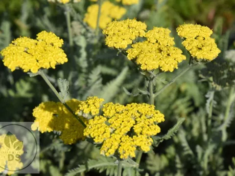 Achillea hybr. 'Moonshine'