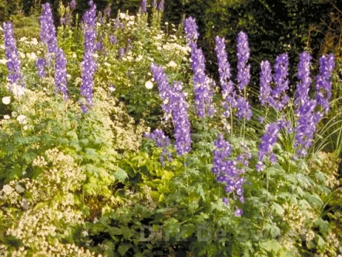 Aconitum napellus