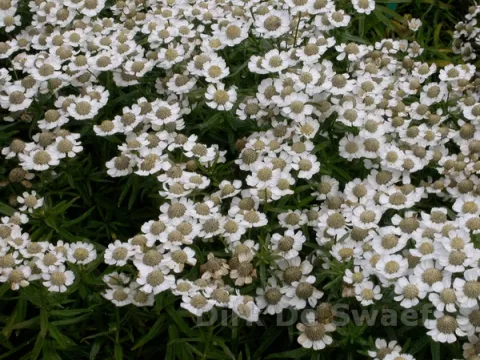 Achillea ptarm. 'Nana Compacta'