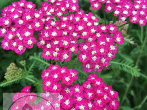 Achillea millefolium 'New Vintage Violet'