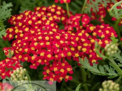 Achillea millefolium 'Paprika'