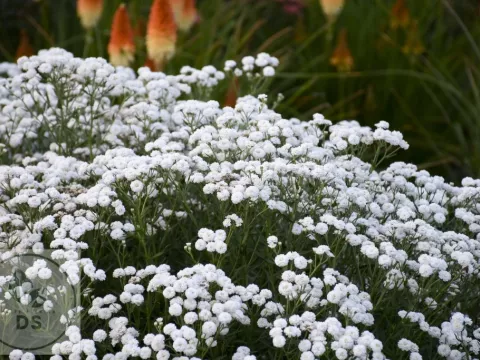 Achillea ptarm. 'Peter Cottontail' PBR