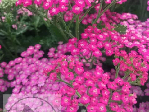 Achillea millefolium 'Pink Grapefruit'