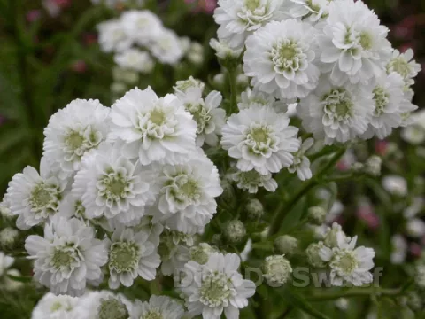 Achillea ptarm. 'Perry's White'