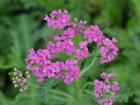 Achillea millefolium 'Red Beauty'
